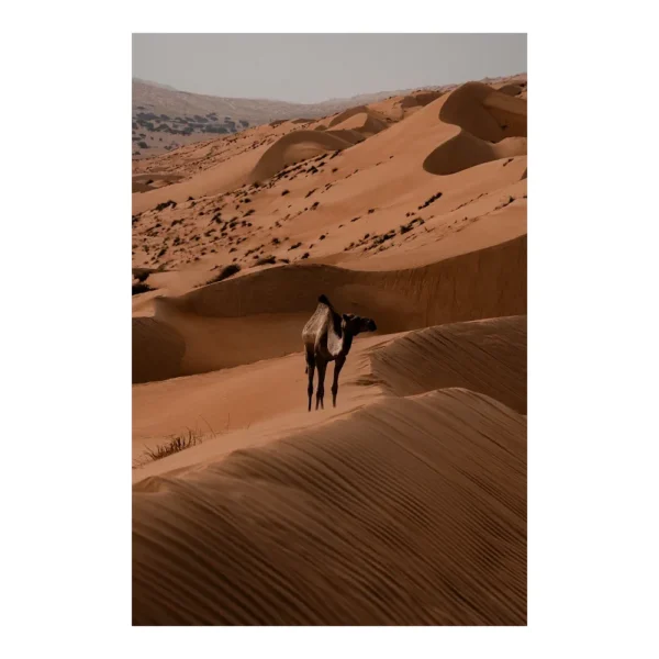 flokkmann-art-prints_oman Bidiyah, Oman